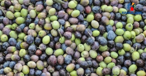 Zeytin Ayırma Makinaları